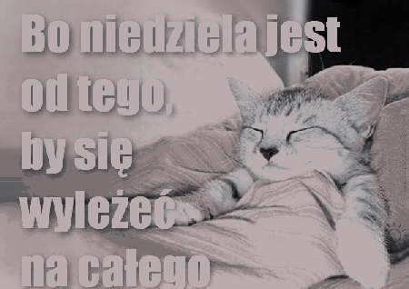 Kotek śpi pod kołderką w niedzielę